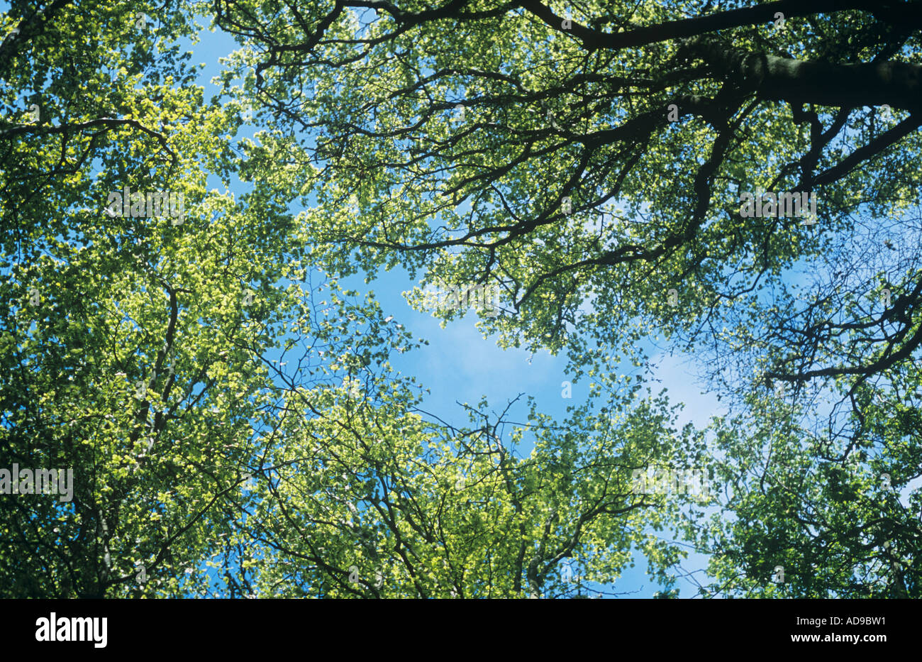 Double beech hi-res stock photography and images - Alamy