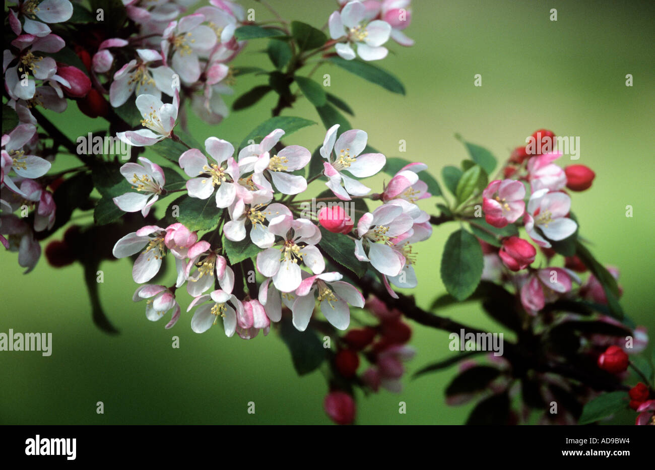 Flowers blossom and stems hi-res stock photography and images - Alamy