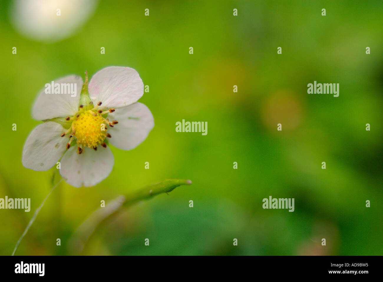 Wild strawberry flower Stock Photo - Alamy