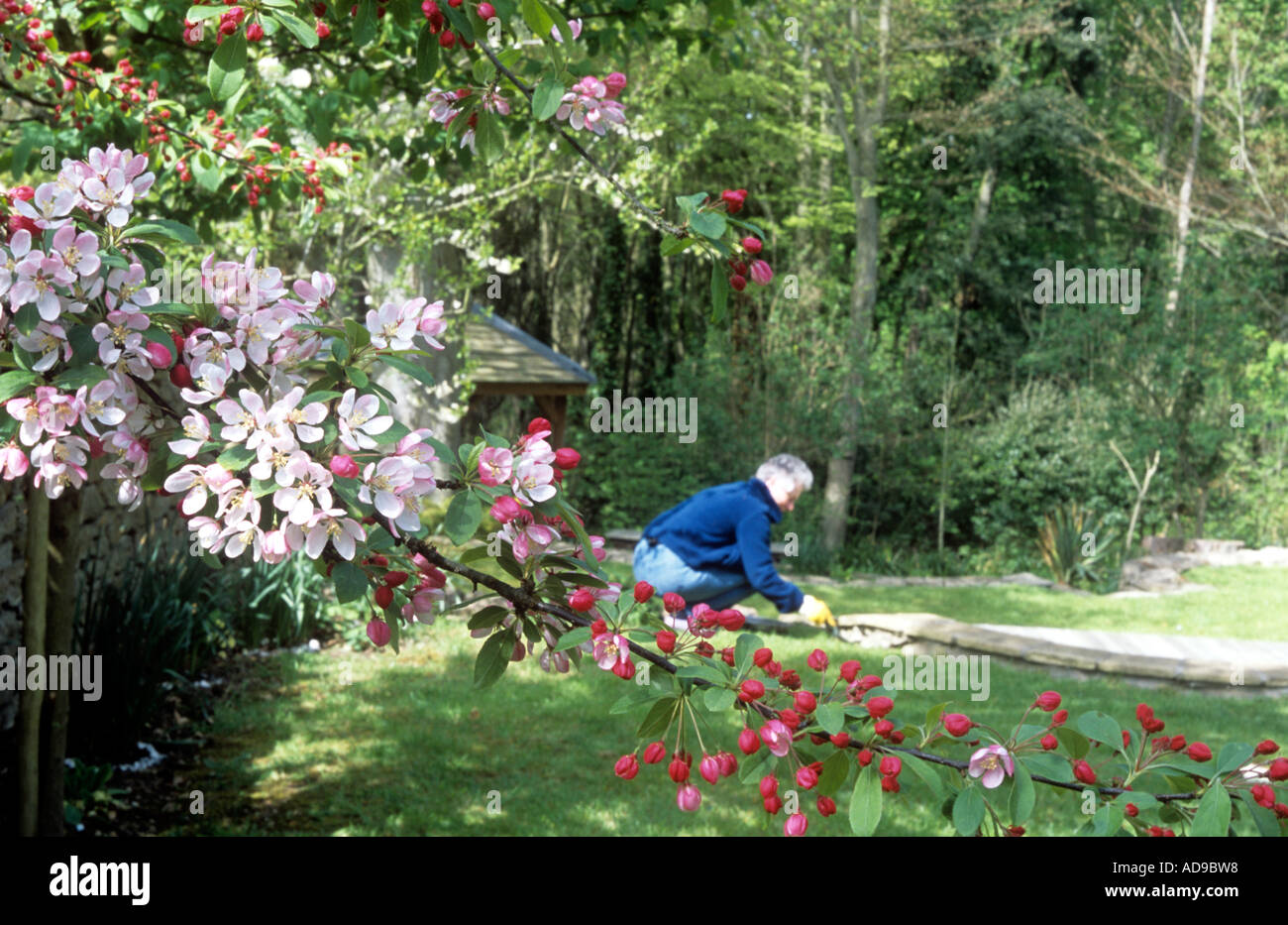 Woman gardening with blossom in foreground Stock Photo