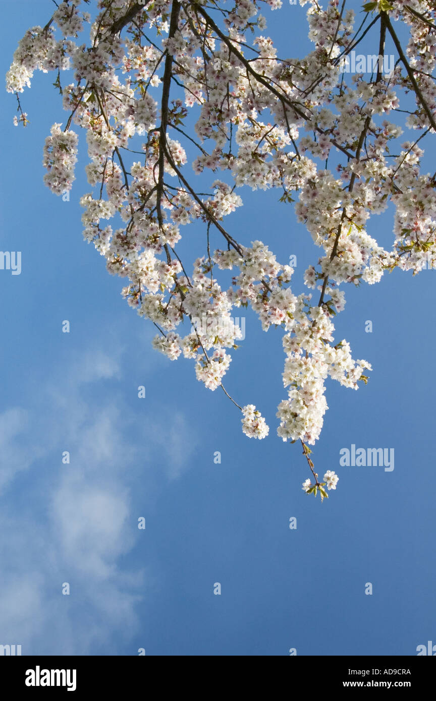 cherry blossoms and blue sky Stock Photo - Alamy