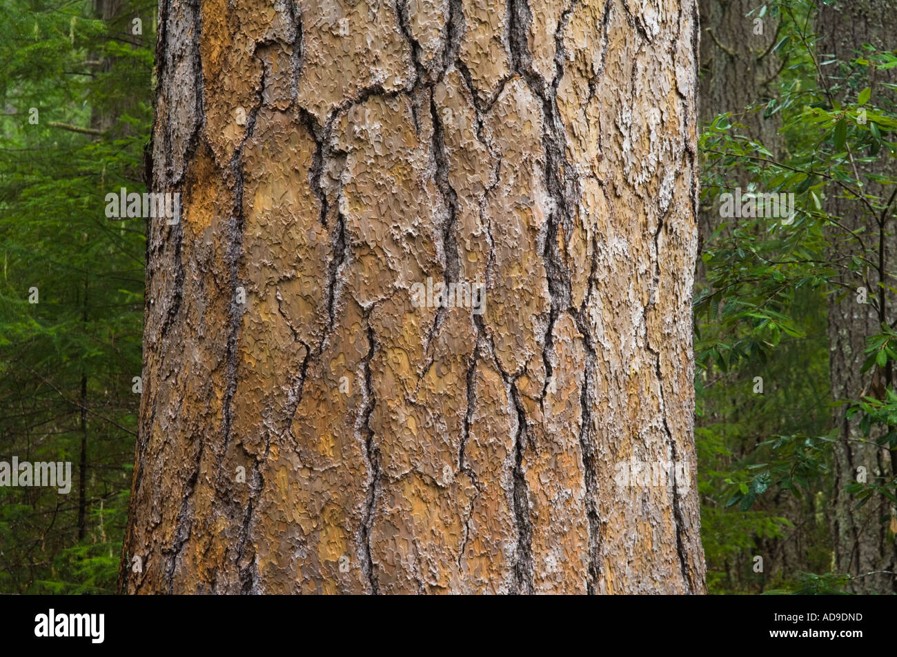 Tree trunk and bark of world s tallest Ponderosa Pine tree Siskiyou National Forest Oregon USA Stock Photo