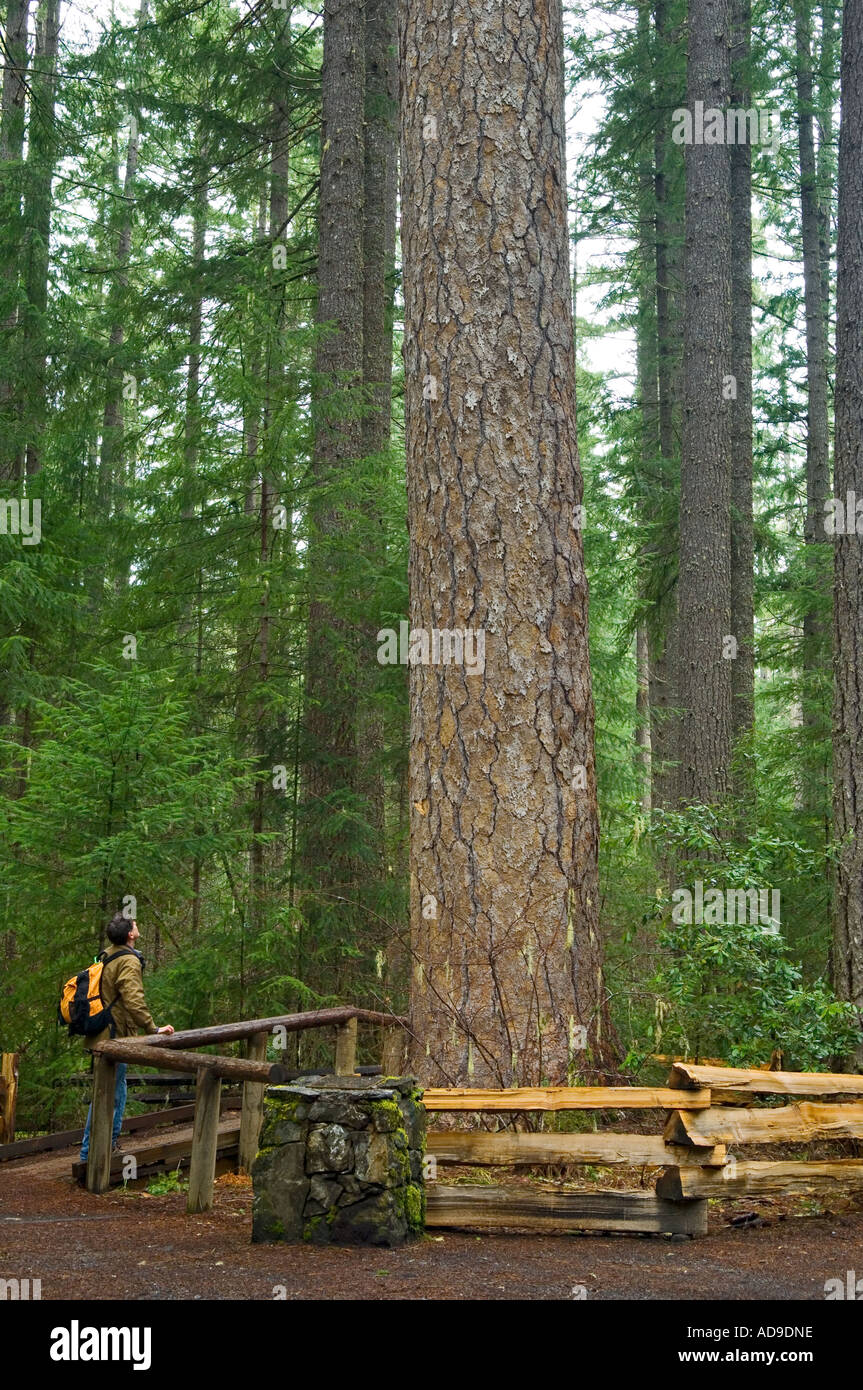 Tallest Ponderosa Pine tree in the world Siskiyou National Forest Oregon USA Stock Photo