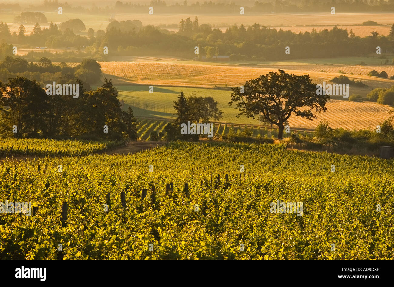 Witness Tree Vineyards early morning with old oak witness tree Eola Hills Willamette Valley Oregon Stock Photo