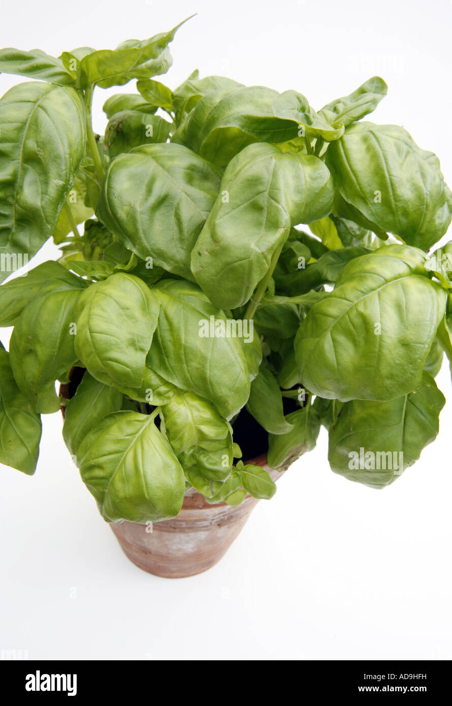 Pot Basil Ocimum basilicum Stock Photo