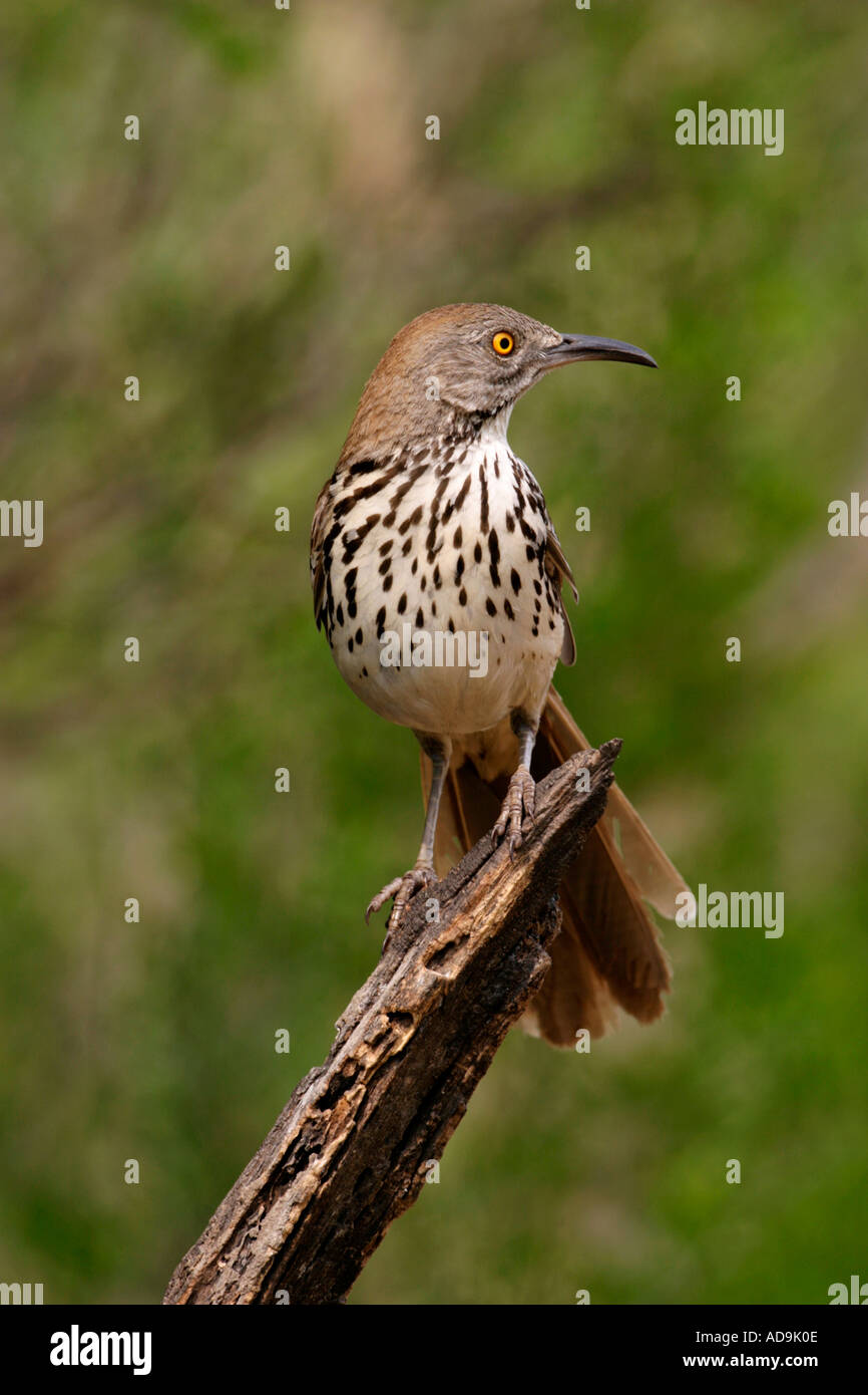 Curved bill thrasher Stock Photo - Alamy
