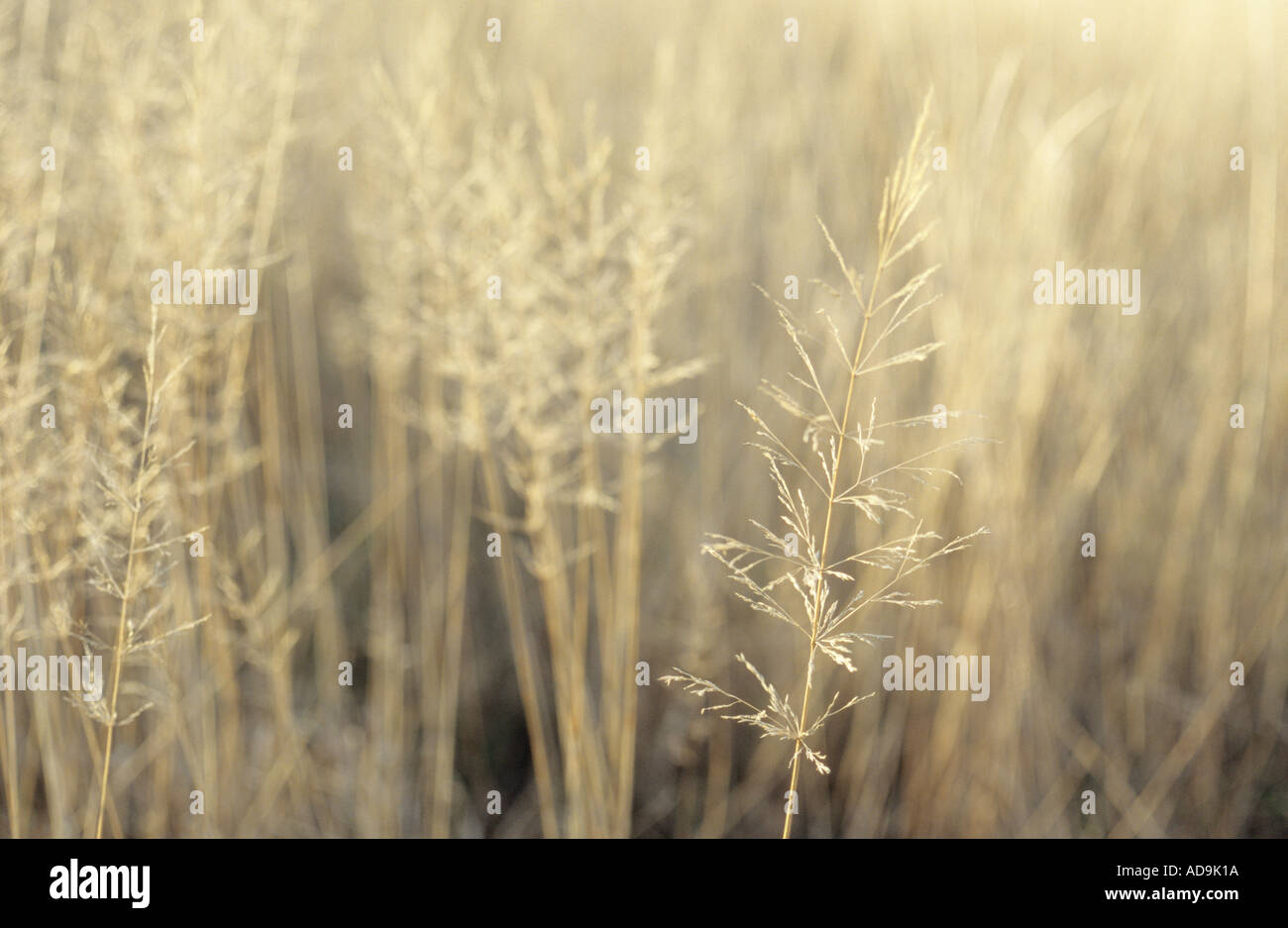 Close up of the edge of a meadow or pasture or field or verge with dried yellowing grasses that have shed their seeds Stock Photo