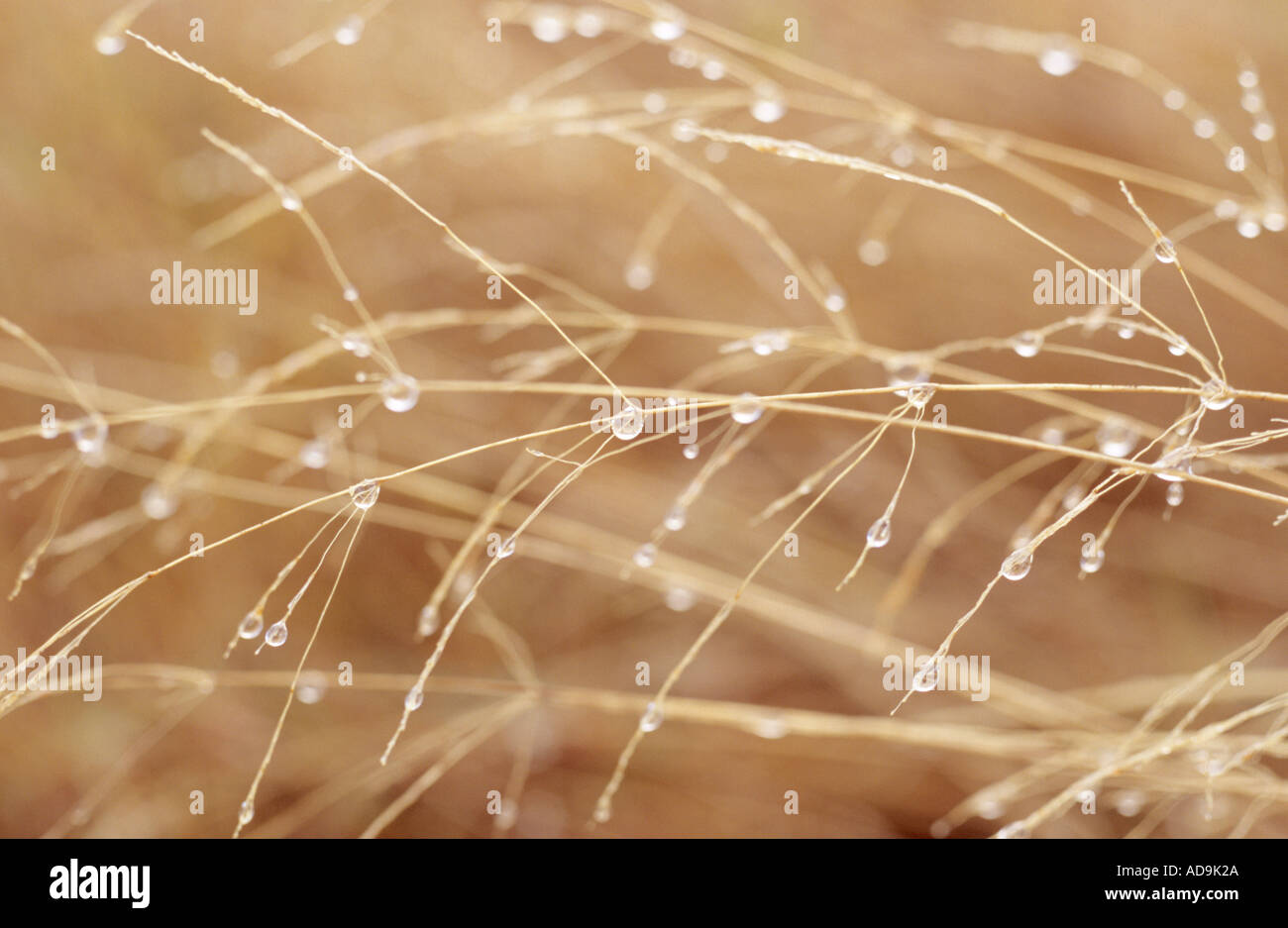 Close up of drops of dew or rain suspended on dried winter grasses Stock Photo