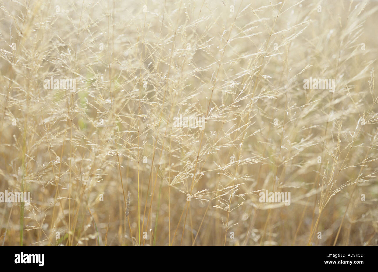 Close up of the edge of a meadow or pasture or field or verge with dried yellowing grasses that have shed their seeds Stock Photo