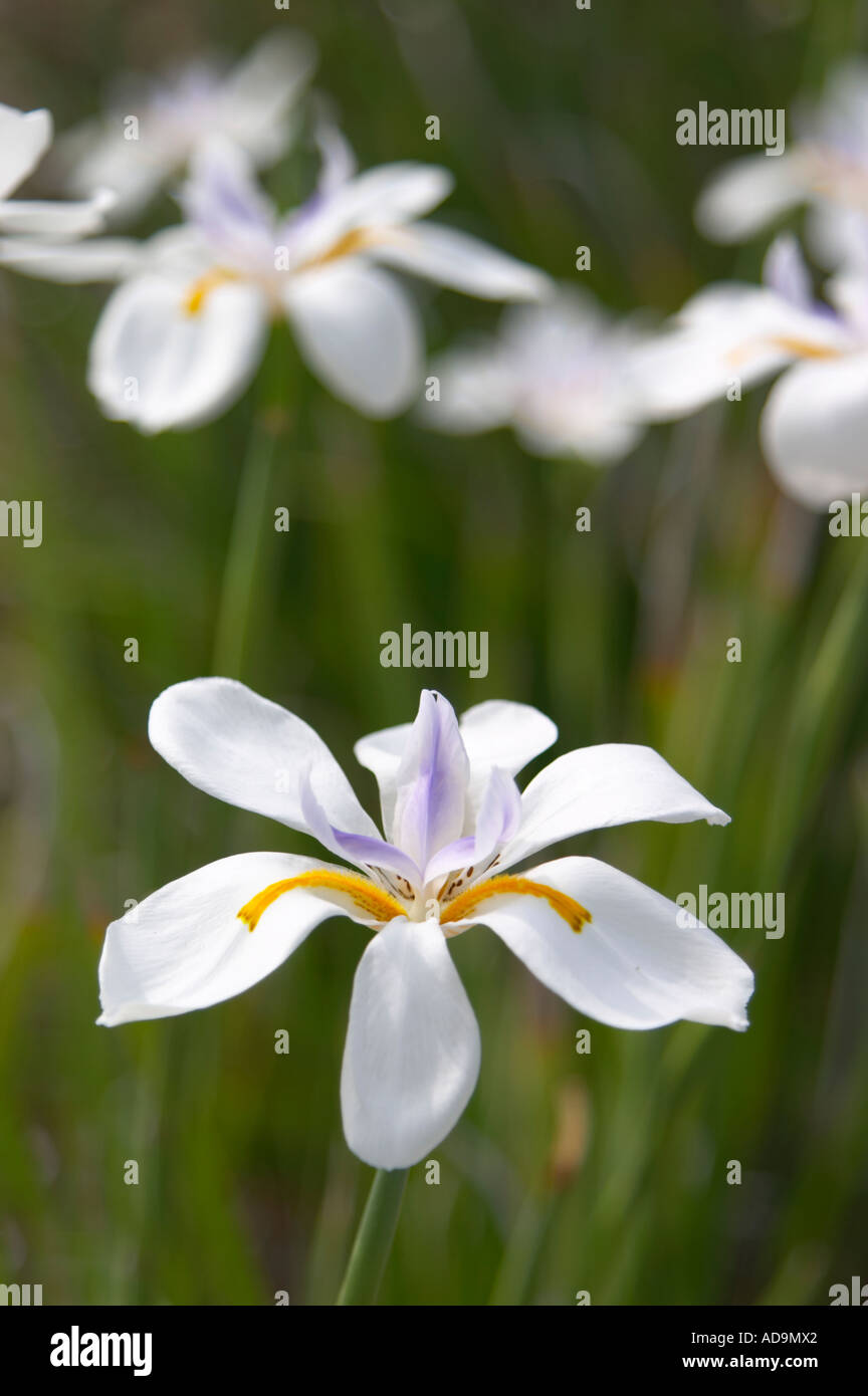 White Irises iat the Venice Beach Pavillion in Venice Florida Stock ...