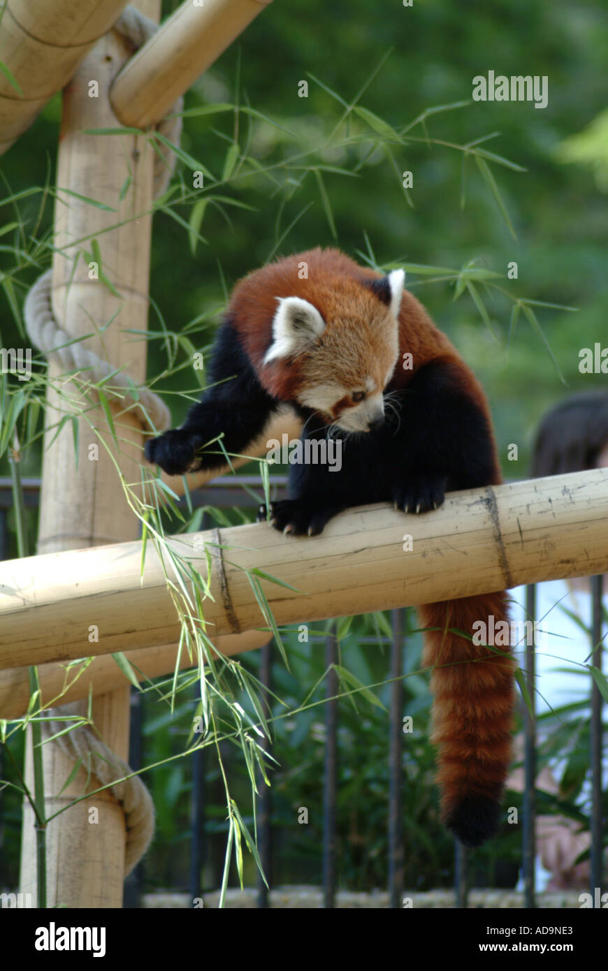mini small brown red panda bear eating bamboo shoots Stock Photo - Alamy