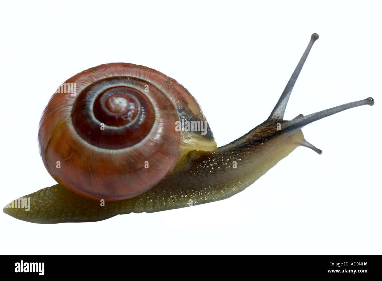 Cepaea Shell Softy shell hi-res stock photography and images - Alamy