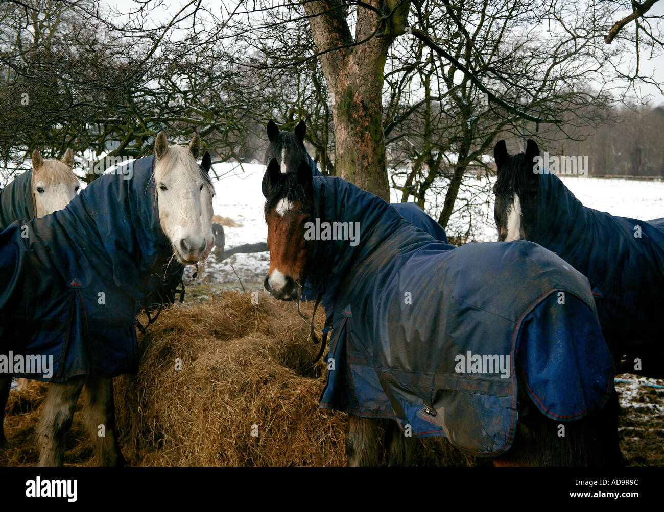 four horses eating hay with blankets on in winter Stock Photo