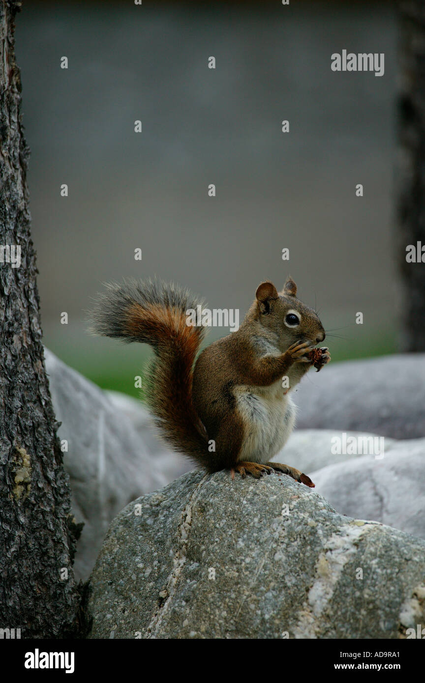 Red squirrel eating fir cone hires stock photography and images Alamy