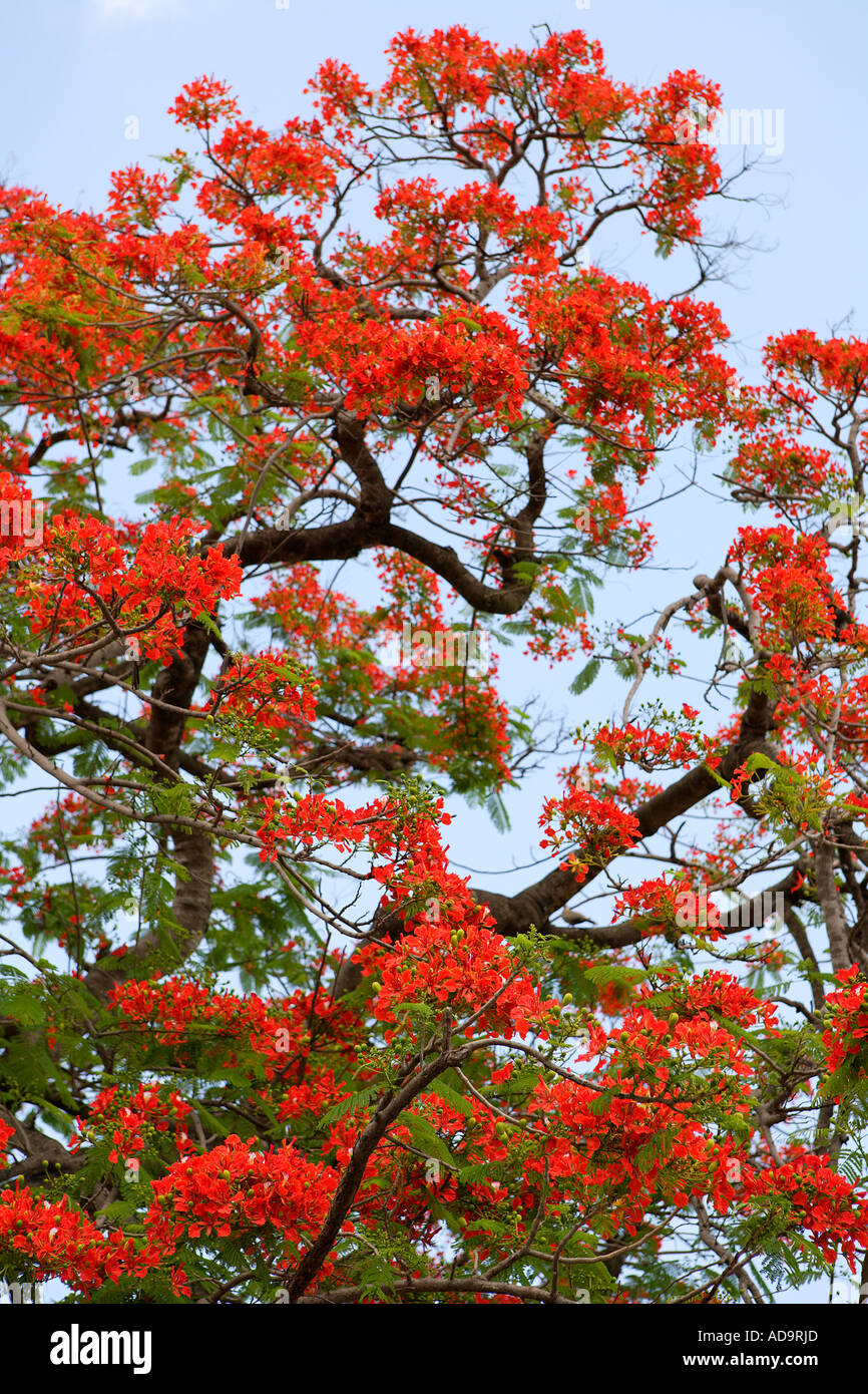Royal Poinciana Tree with red flowers, also called Flamboyant Stock
