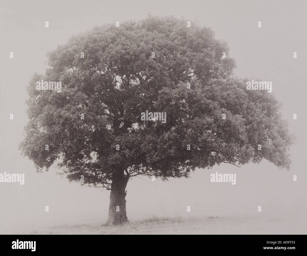 Tree in mist Stock Photo - Alamy