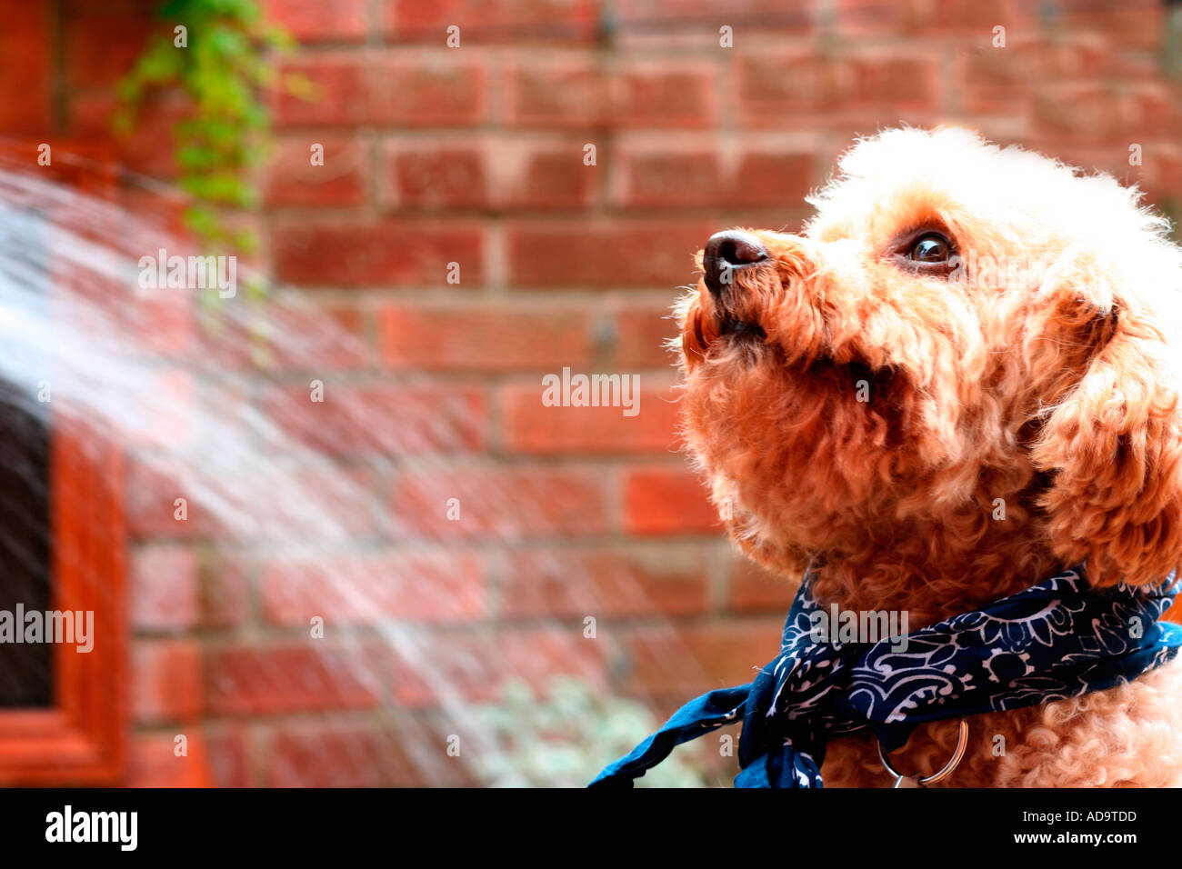 England Norfolk Gorleston pets dog poodle apricot colour looking up