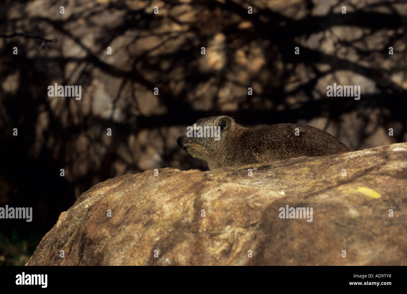 Rock dussie hi-res stock photography and images - Alamy