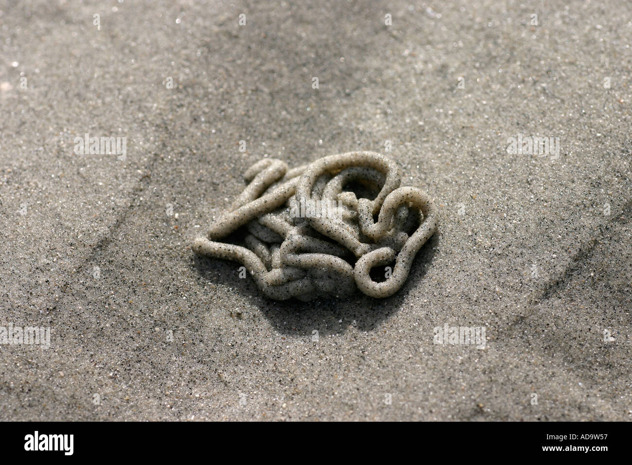 Worm Cast On Beach Stock Photo