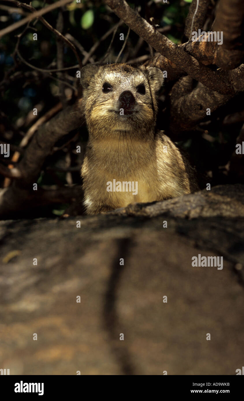 Dussie hi-res stock photography and images - Alamy