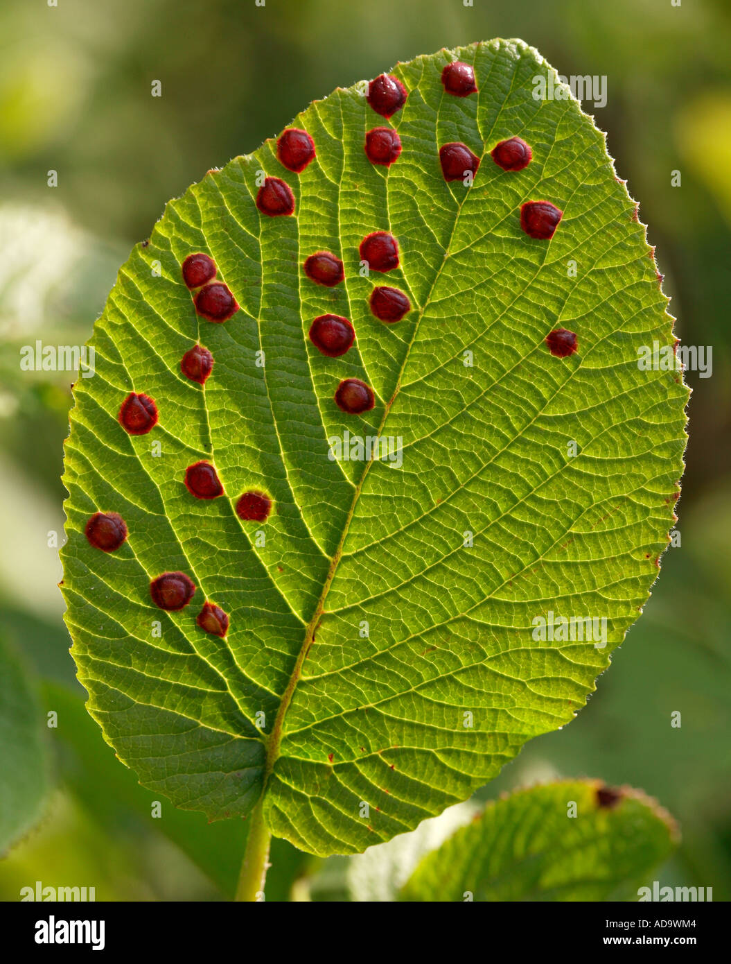 Mite gall Eryophyes spinosae on  leaf Stock Photo