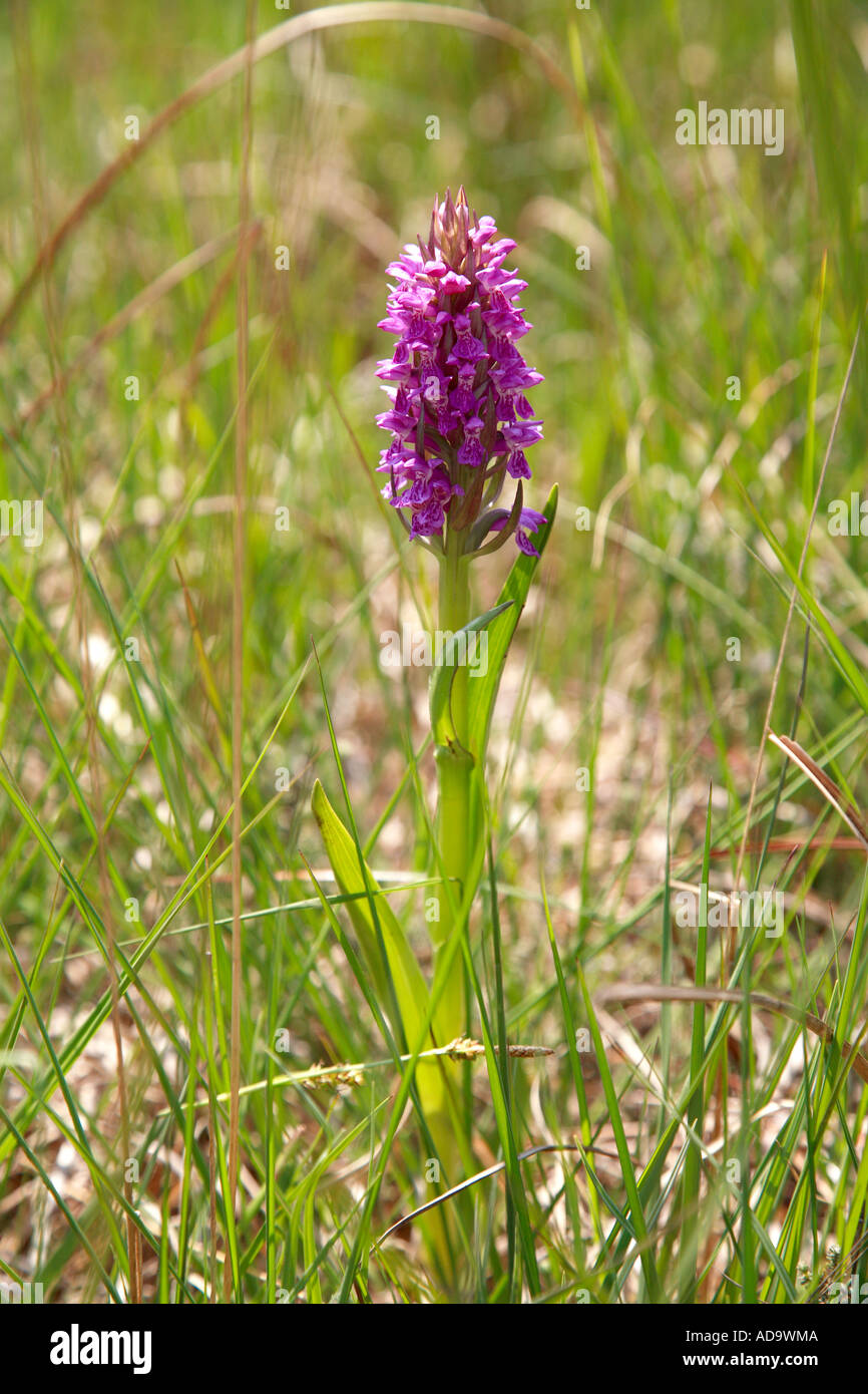 Southern Marsh orchid Dactylorhiza praetermissa Stock Photo