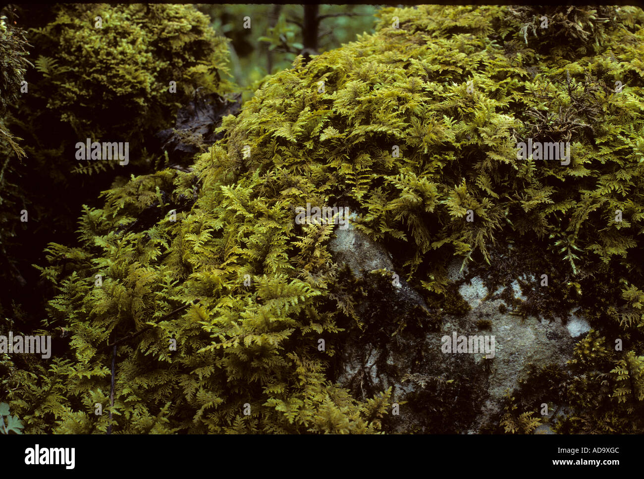 Thuidium tamariscinum moss growing on limestone rocks Stock Photo Alamy