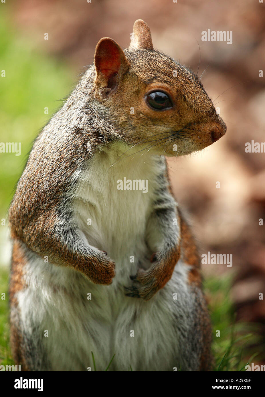 Grey squirrel Stock Photo