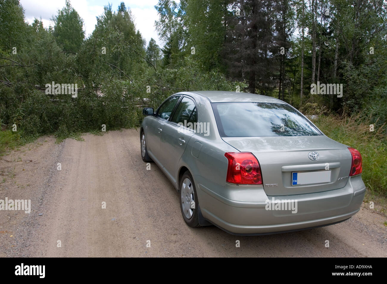 Toyota Avensis and a fallen birch tree, which is blocking the road , Finland Stock Photo