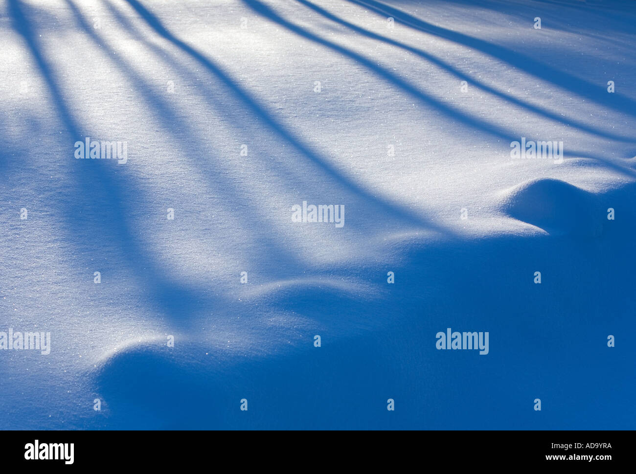 Tree trunk shadows on snow surface , Finland Stock Photo