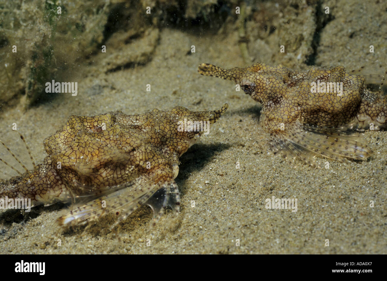 Short dragonfish, Dragon sea moth (Eurypegasus draconis), couple on sea bottom, Egypt, Safaga Stock Photo