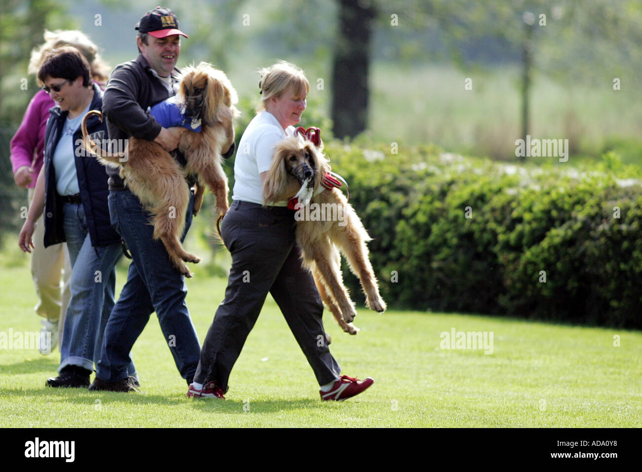Afghanistan Hound, Afghan Hound (Canis lupus f. familiaris), bearing up after the race to avoid biting, Germany Stock Photo