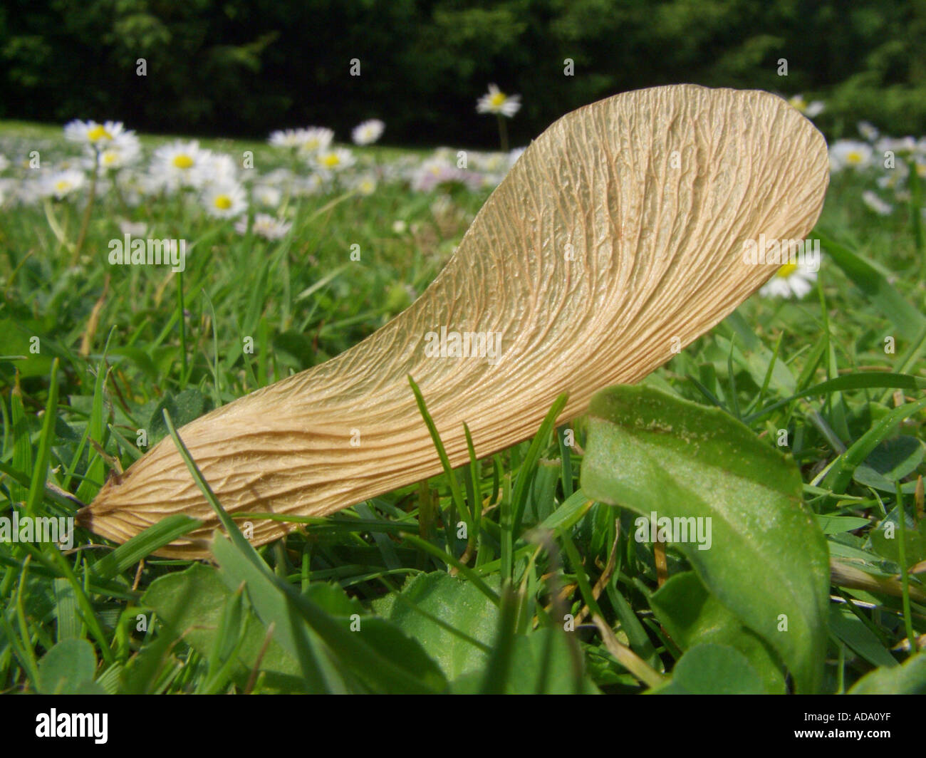 silver maple, white maple, bird's eye maple (Acer saccharinum), samara