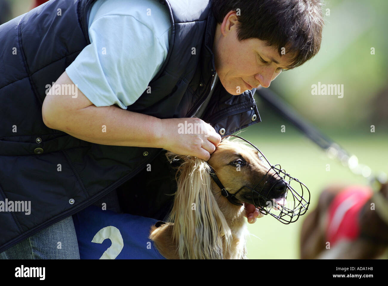 Afghanistan Hound, Afghan Hound (Canis lupus f. familiaris), applying muzzle, Germany Stock Photo