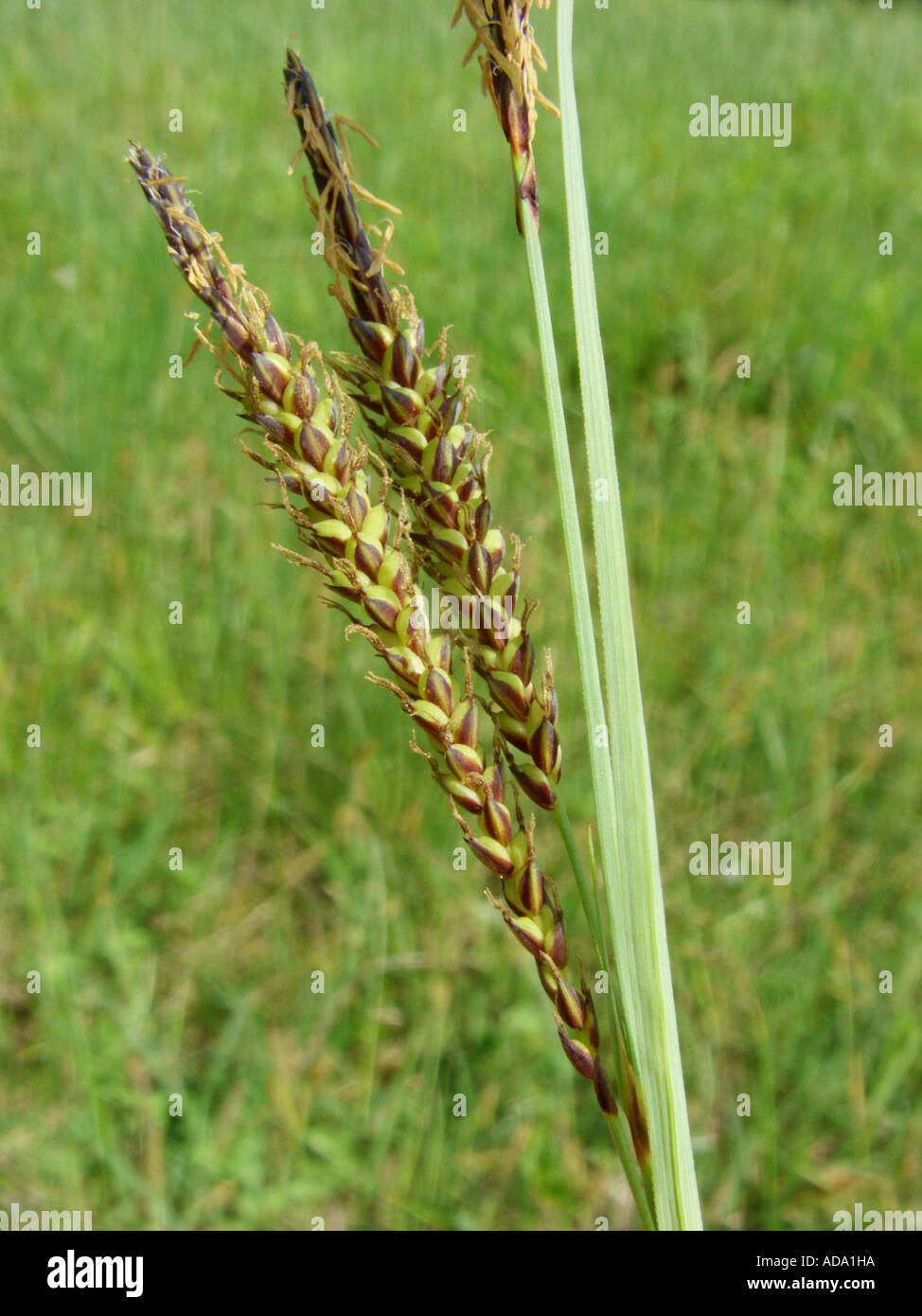 glaucous sedge (Carex flacca), female inflorescences Stock Photo