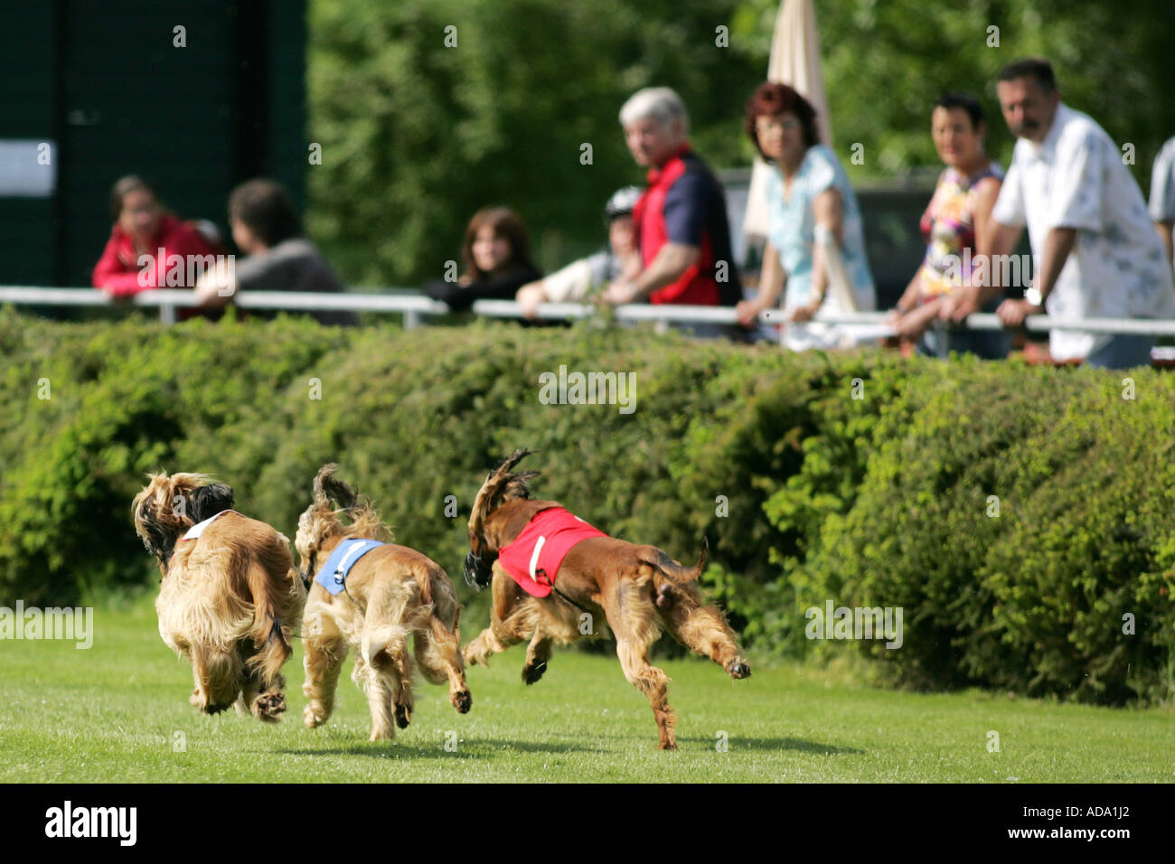 Afghanistan Hound, Afghan Hound (Canis lupus f. familiaris), at race, Germany Stock Photo