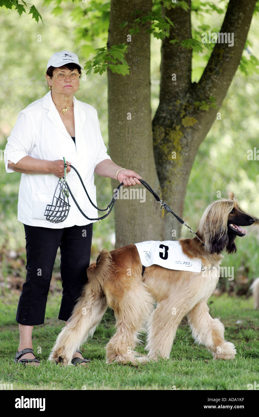 Afghanistan Hound, Afghan Hound (Canis lupus f. familiaris), with owner before race, Germany Stock Photo