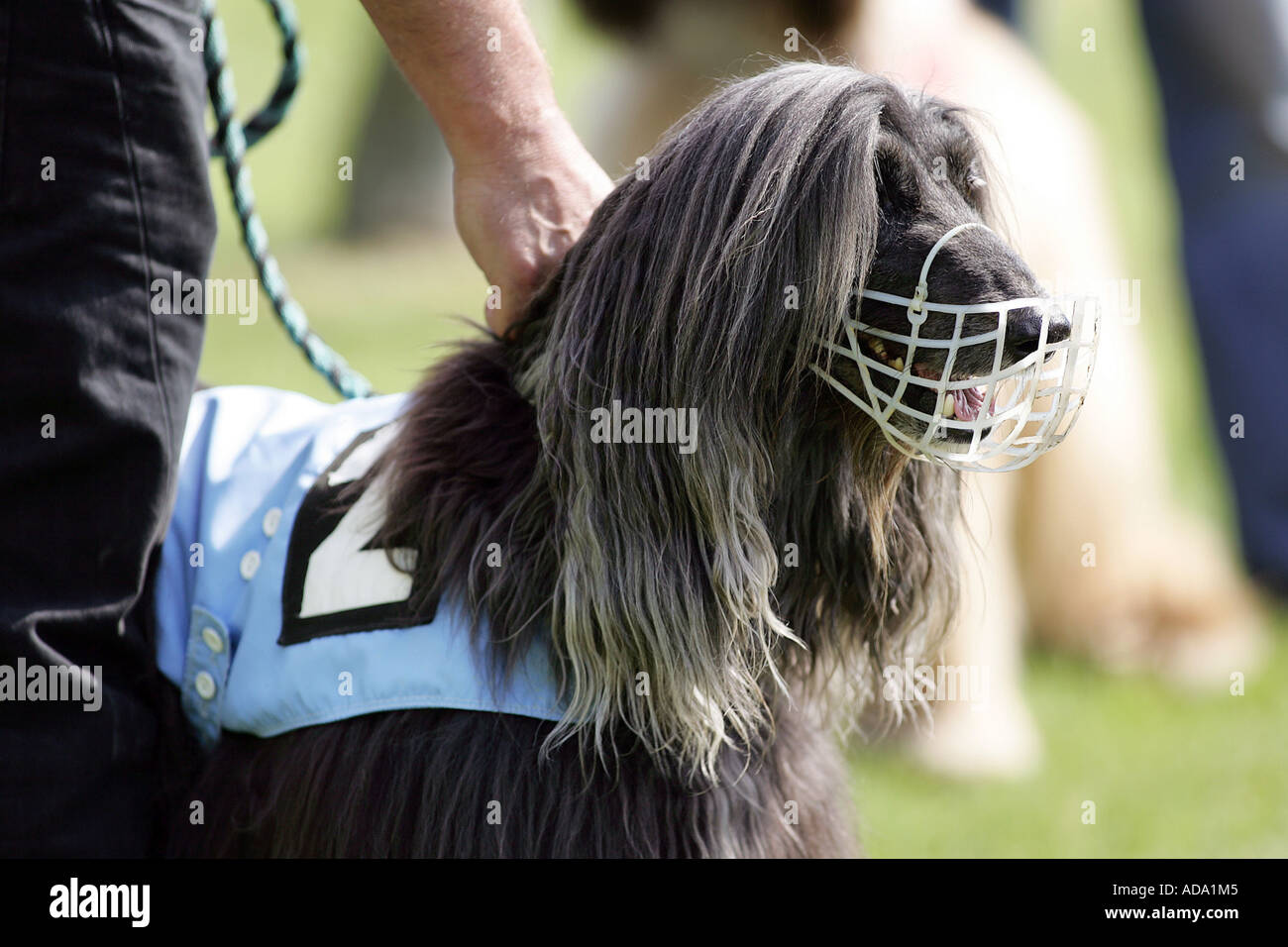 Afghanistan Hound, Afghan Hound (Canis lupus f. familiaris), portrait with muzzle, Germany Stock Photo