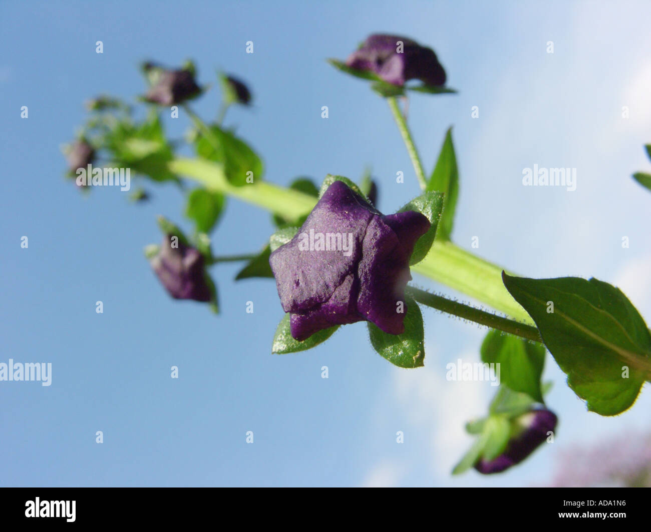 purple mullein, ornamental mullein (Verbascum phoeniceum), inflorescence with buds Stock Photo