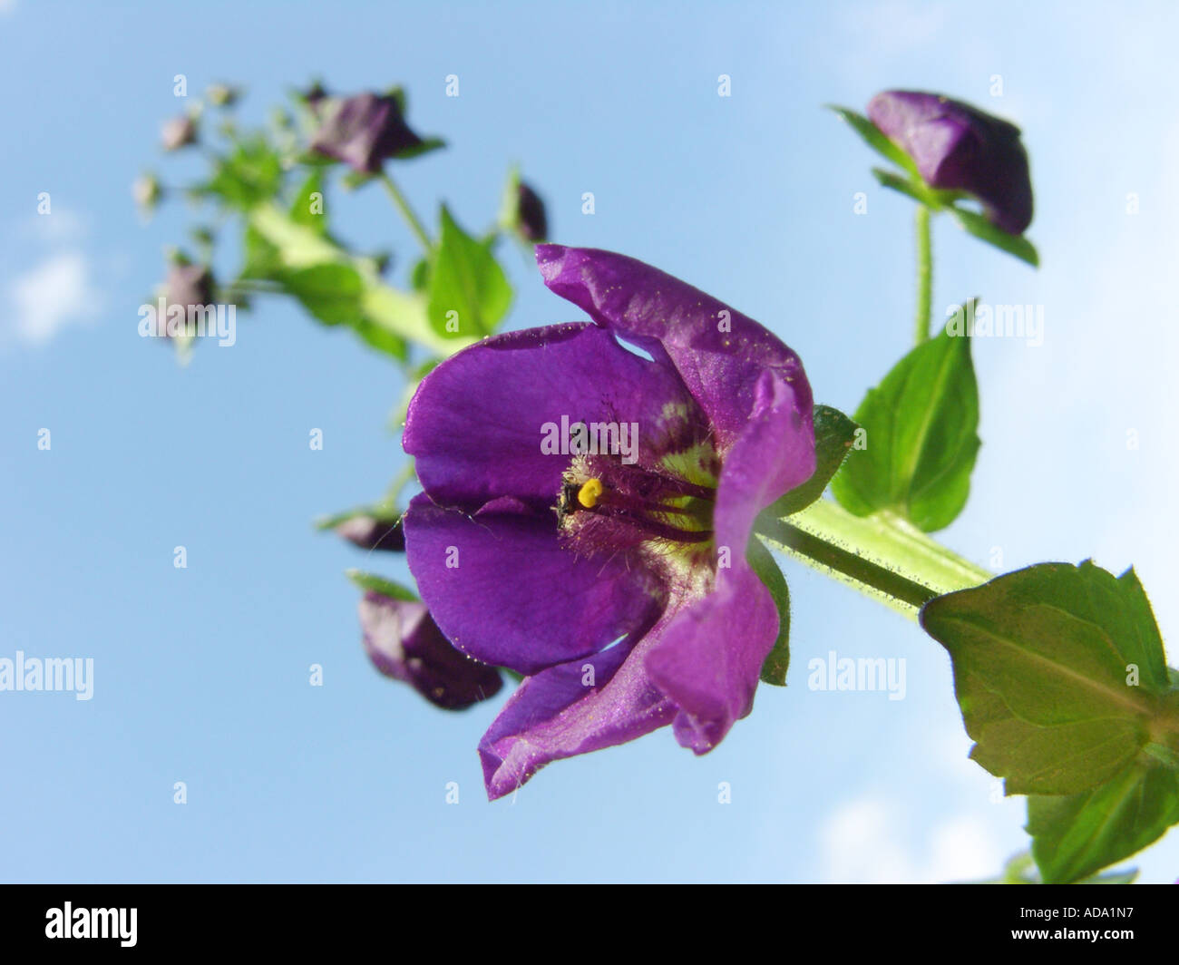 purple mullein, ornamental mullein (Verbascum phoeniceum), inflorescence against blue sky Stock Photo
