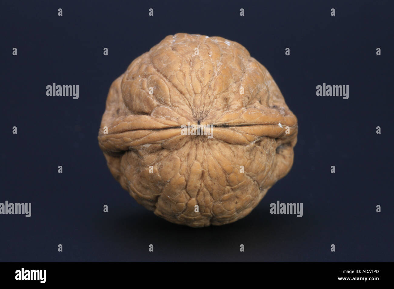 walnut (Juglans regia), nut Stock Photo