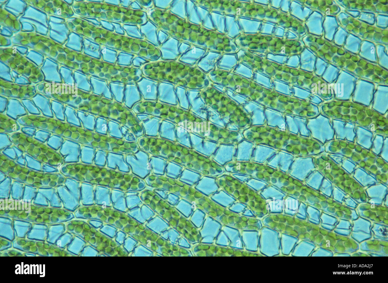 peat moss (Sphagnum cuspidatum), section of the capillary system, cut of the tissue, enlarged, Germany, Lower Saxony Stock Photo