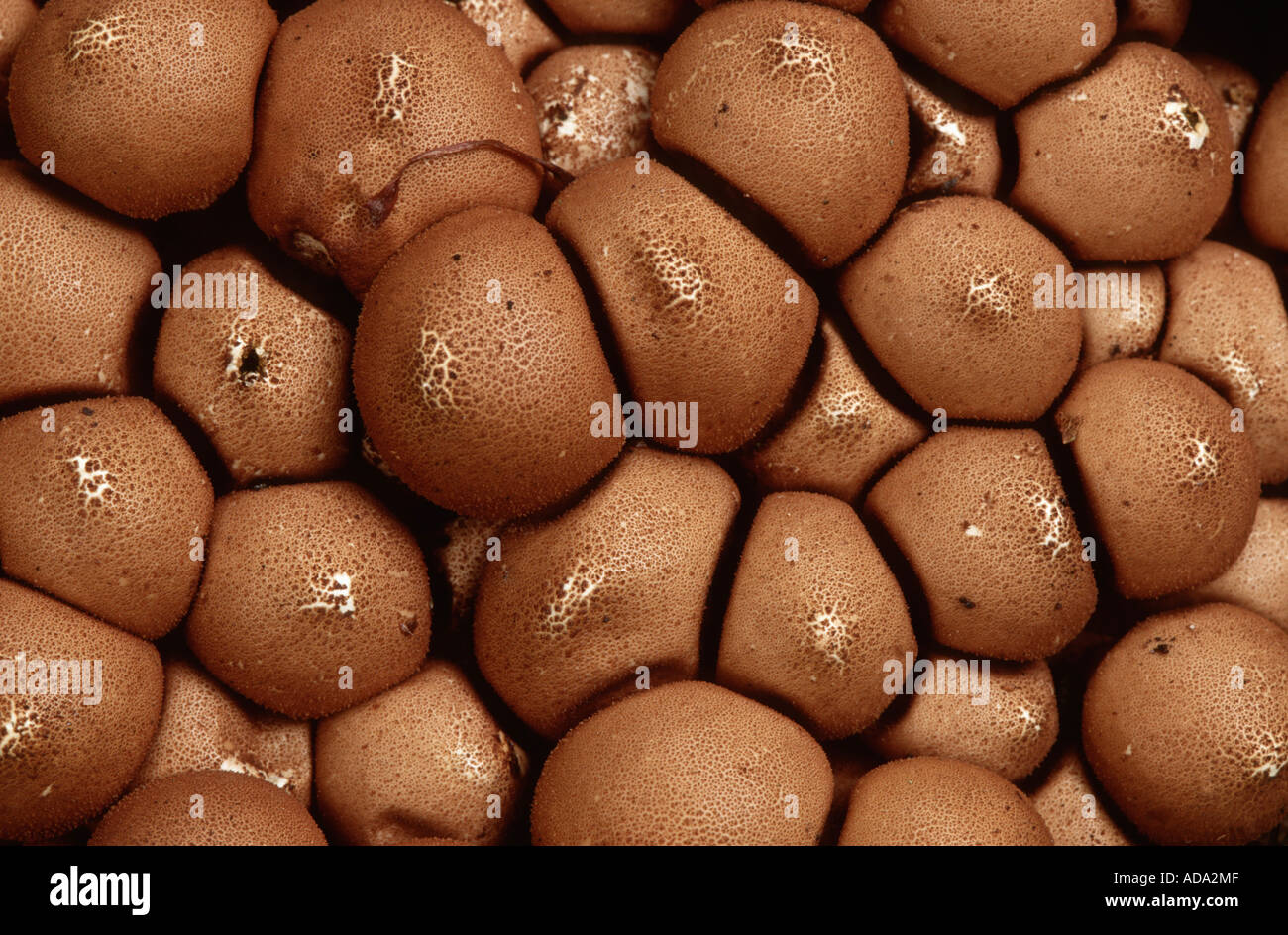 stump puffball (Lycoperdon pyriforme), masses of fruiting bodies, Germany, Lower Saxony Stock Photo