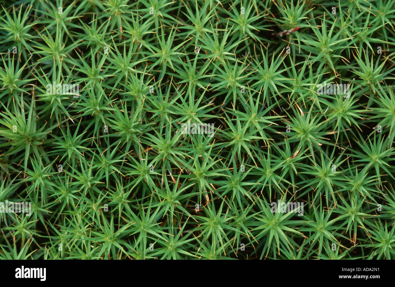 juniper hair cap moss (Polytrichum juniperinum), gametophytes, Germany