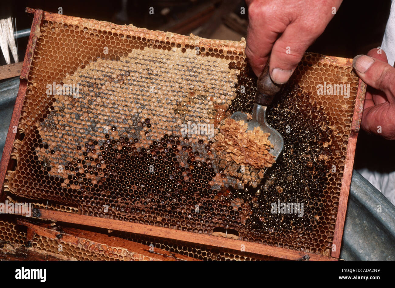 beekeeping, honeycombs are opened with a crest, Germany Stock Photo