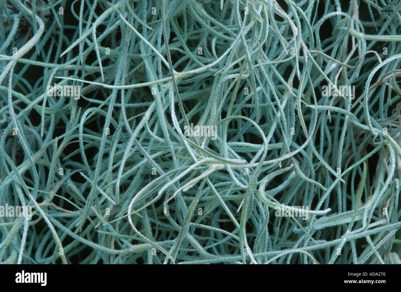 old man's beard, spanish moss (Tillandsia usneoides), detail of plant,  Frankfurt Stock Photo - Alamy