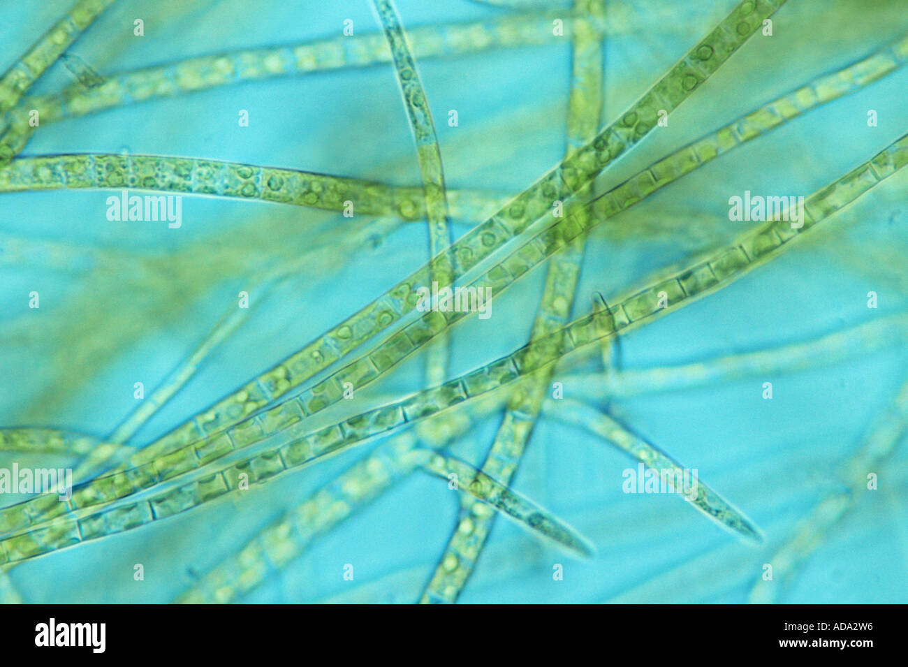 Microscopic view algae plant cells hi-res stock photography and images ...