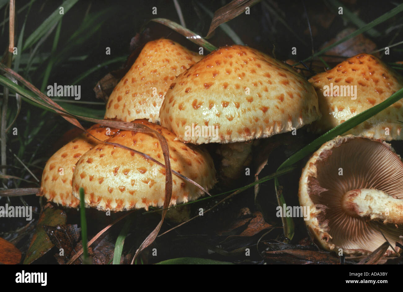 scalycap (Pholiota adiposa), at forest soil Stock Photo