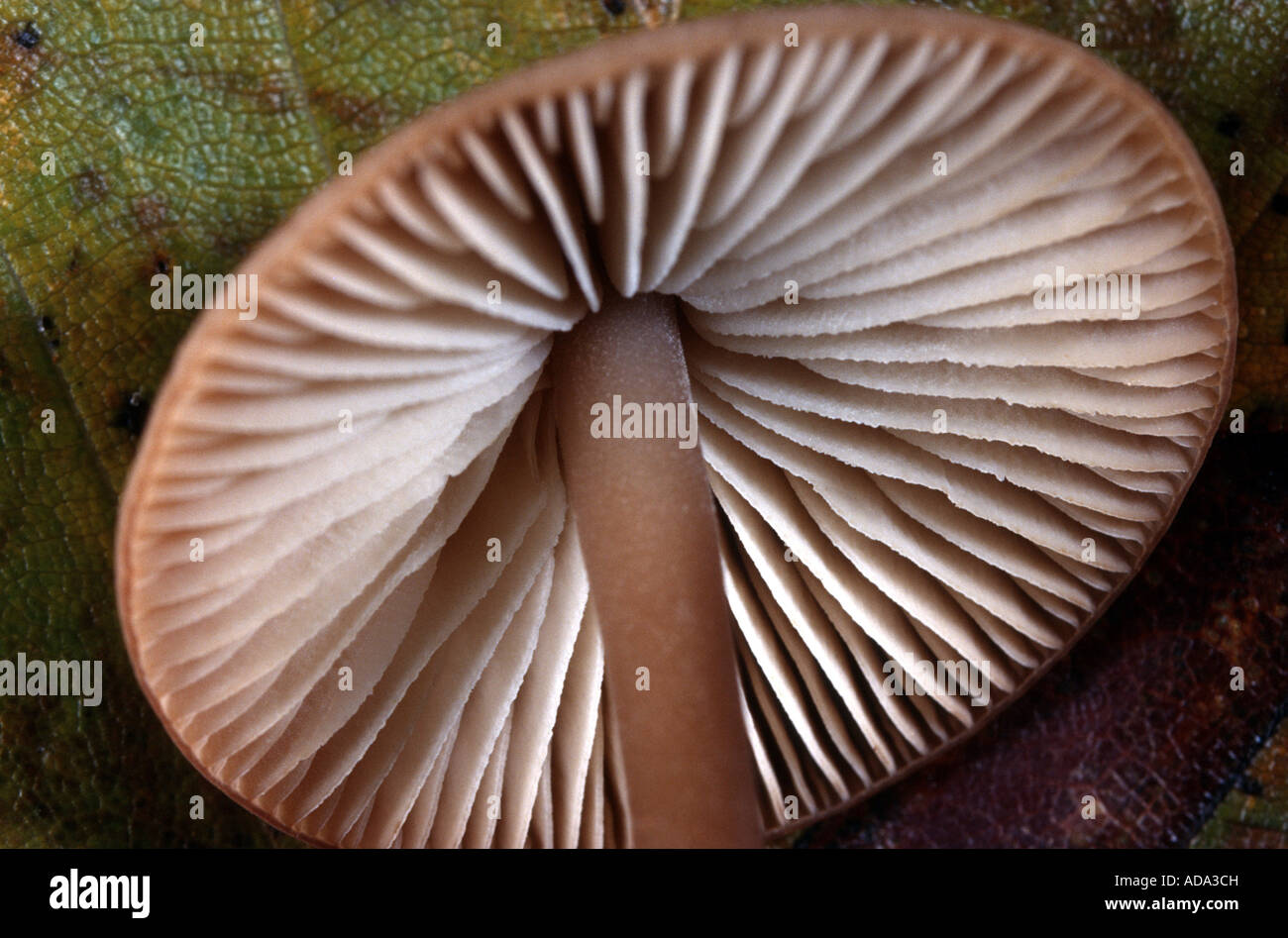 garlic parachute (Marasmius alliaceus), detail Stock Photo