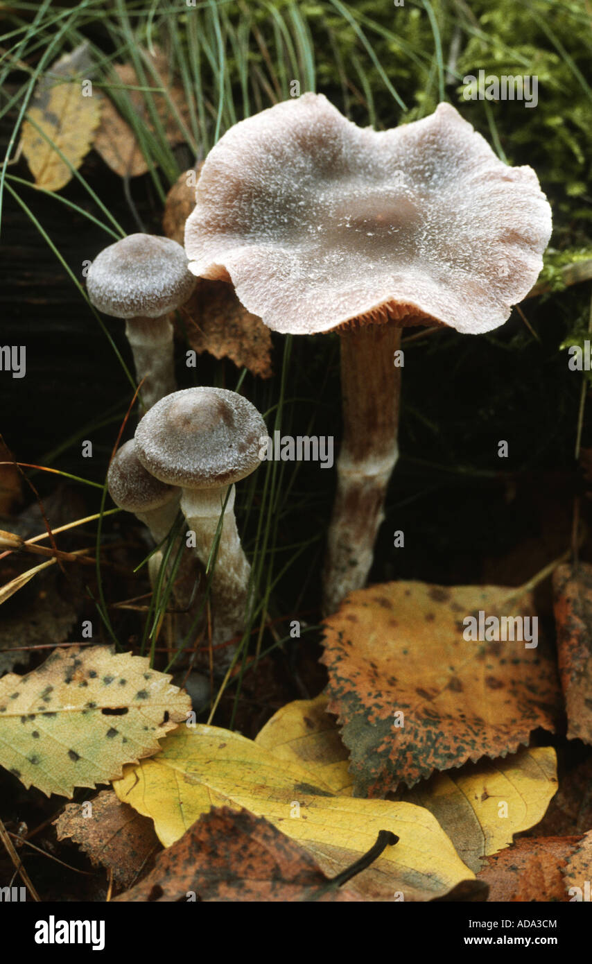 pelargonium webcap (Cortinarius paleaceus, Telamonia paleacea), at forest soil Stock Photo